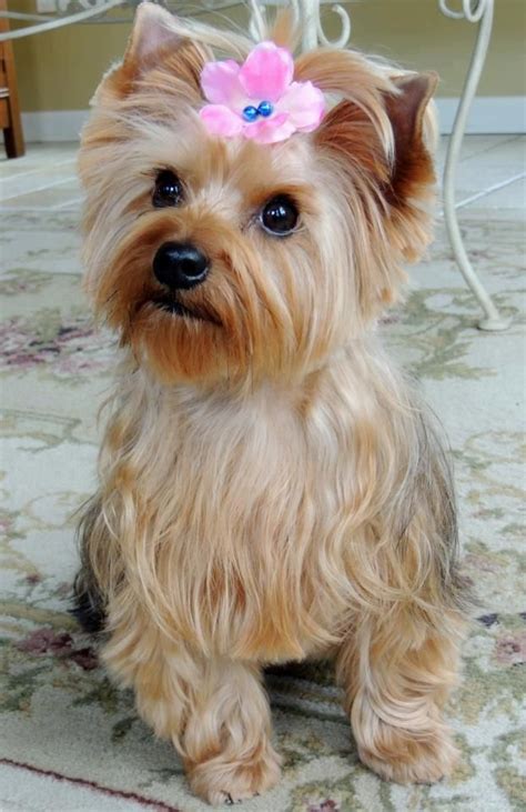 Puppy Love - Bella The Morkie… She’s a 2 year old cross breed mix ...