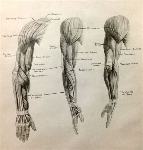 Human Muscle Sketch at PaintingValley.com | Explore collection of Human Muscle Sketch