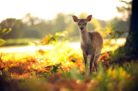 Enchanted Deer-Filled Forest (20 photos)