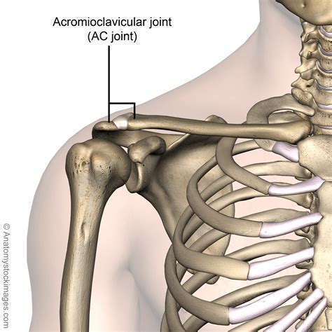 shoulder-acromioclavicular-joint-ac-ligament-front-skin-names - GEWRICHT.nl