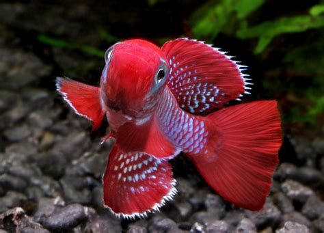 Nano Fish List | AquariaCentral.com