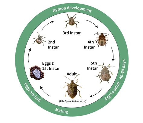 stink bug life cycle diagram - Brady Mabe