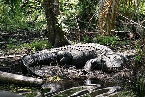 Florida Alligator Free Photo Download | FreeImages