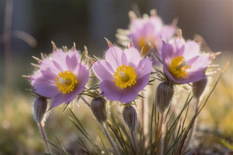 Pasque Flower Meaning, Symbolism & Spiritual Significance - Foliage ...