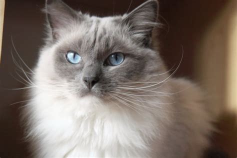 Ragdoll Cat Personality, Characteristics and Pictures - InspirationSeek.com