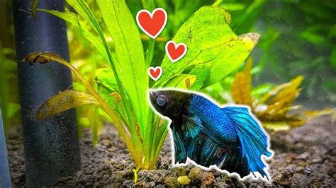 7 Popular Plants for Betta Fish You Need to Try 2020 in 2020 | Betta fish, Betta fish tank ...