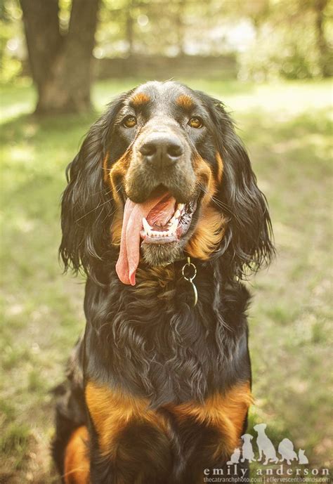 Gordon Setter - handsomedogs (With images) | Hunter dog, Gordon setter, Hunting dogs