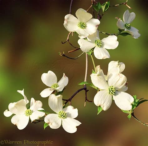 Flowering Dogwood: Thriving Native Plant for Maryland - Lauren's Garden Service