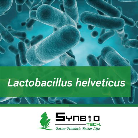 Lactobacillus helveticus , SYNBIO TECH , A Leading Probiotic Manufacturer for Human Health ...