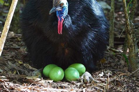 Cassowary in Australia guarding her eggs. | Cassowary, Animals ...