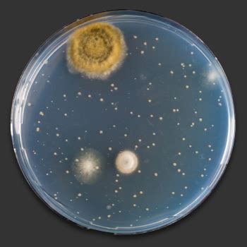 Growing Bacteria For Science Fairs - ScienceBob.com