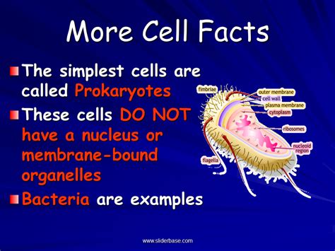 Study of Biology - Presentation Biology