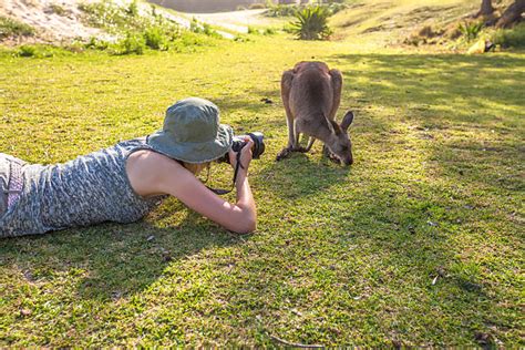 200+ Murramarang National Park Stock Photos, Pictures & Royalty-Free Images - iStock