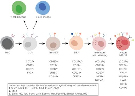 Suppressor T Cells