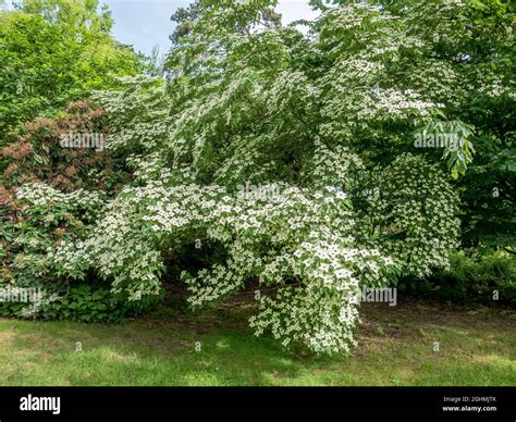 Cornus kousa 'Milky Way' Stock Photo - Alamy