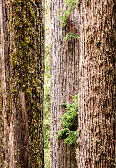 Among the Giants: Discovering the Majesty of Tall Trees