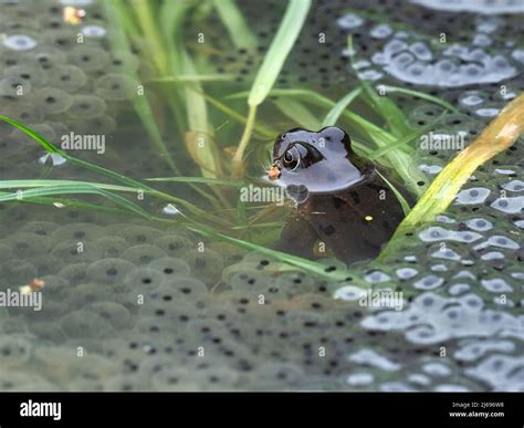 Common Frog, County Clare, Munster, Republic of Ireland, Europe Stock Photo - Alamy