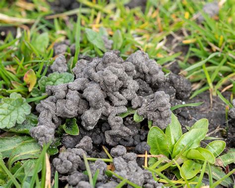 Worm castings on lawns: how to deal with this problem | Gardeningetc