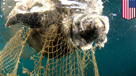 Ghost nets: The ocean's silent killer, explained - TomoNews - YouTube