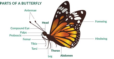 Butterfly Life Cycle Diagram