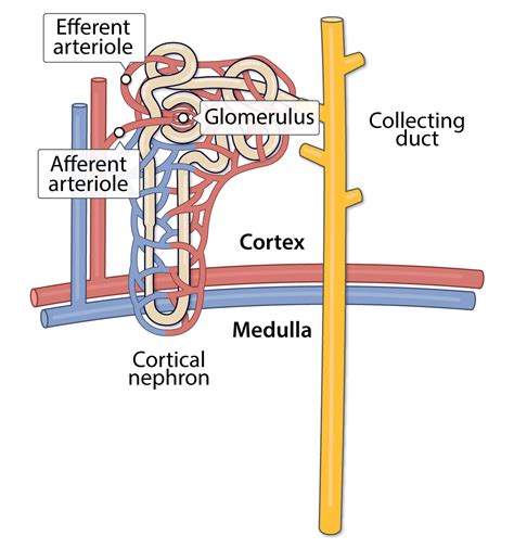 Kidney: Blood Supply (Lesson) – Human Bio Media