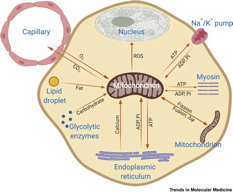 Visualizing Mitochondrial Form and Function within the Cell: Trends in ...