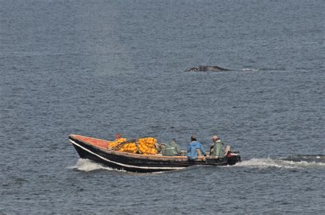 Western gray whales at great risk from salmon nets – IUCN-backed study | IUCN