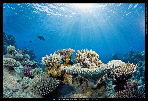 New website provides panoramic images of world's coral reefs - CBS News