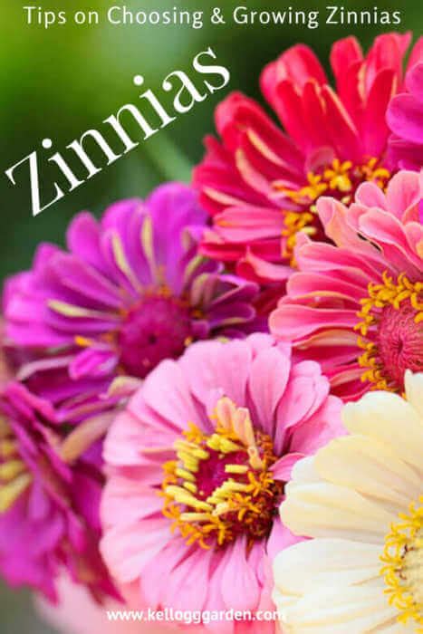 Growing Tips for Zinnia Varieties | Kellogg Garden Organics™