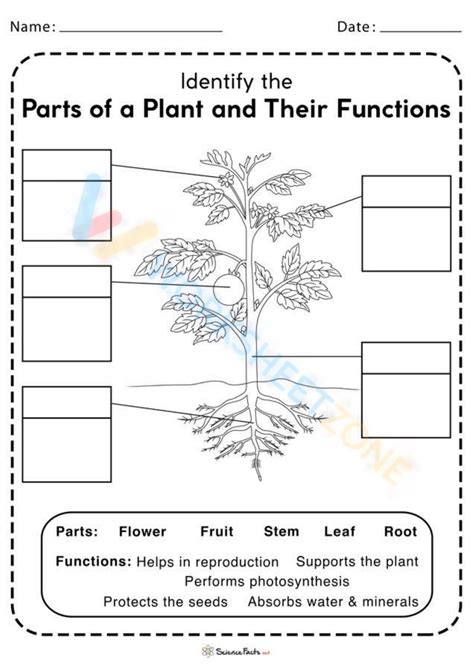 Parts Of Plants And Their Functions Worksheet Worksheet