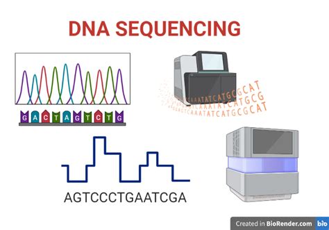 DNA Sequencing- Definition, Principle, Types, Steps, Applications ...