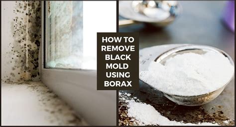 How To Get Rid Of Black Mold In House | Expert's Solution