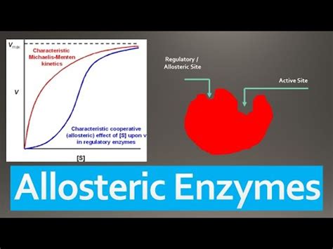 Allosteric enzymes: characteristics, mechanisms of action, examples ...