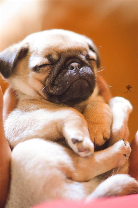 Puggy puppy! Schlafender Mops-Welpe © Pavan Kumar | #mops #pug #welpe #puppy | Perro pug bebes ...