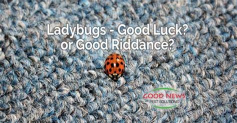 Ladybugs - Good Luck or Good Riddance? - Pest Control in Venice, FL | Good News Pest Solutions