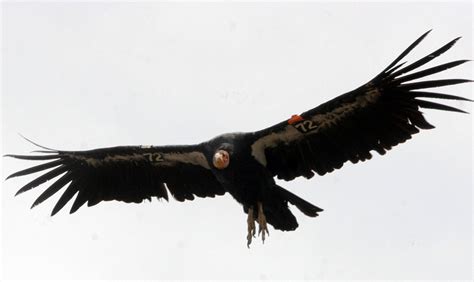 These California Condors Just Did Something No California Condor Has Done in 130 Years – Mother ...