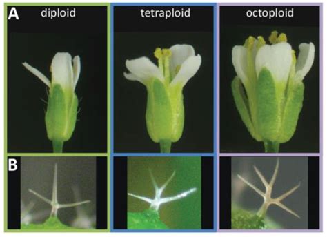 Up-Sizing: The Tale of The Polyploid Giants – Plant Cell Extracts – Medium