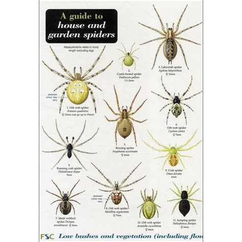 Guide to House and Garden Spiders Chart | Garden spider, Spider chart, Spider identification chart