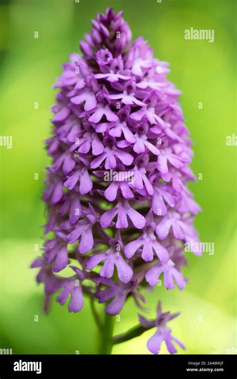 Pyramid Orchid, Anacamptis pyramidalis, Tyland Barn, Kent Wildlife ...