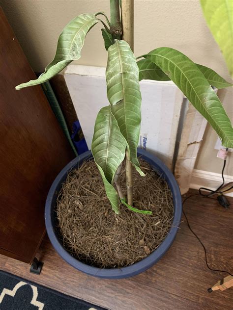 Help, my mango tree is curling! : r/IndoorGarden