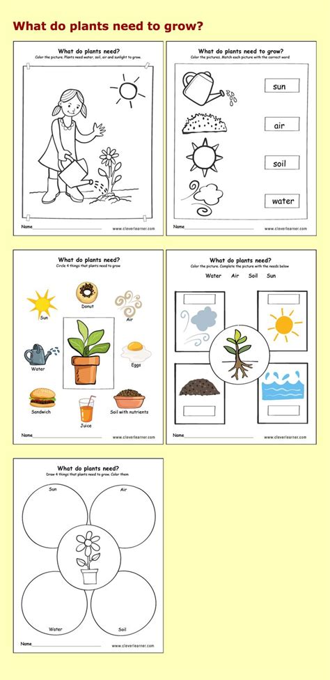 More About Plants Class 5 Worksheets