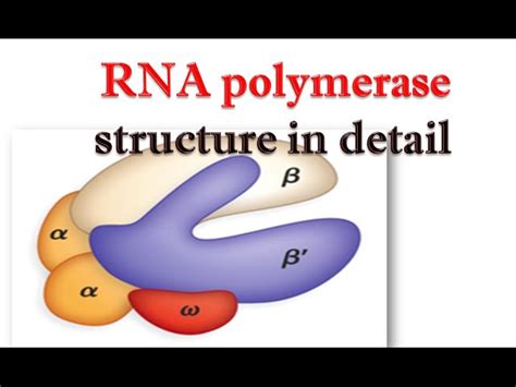 Rna Polymerase Structure And Function