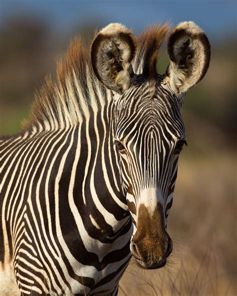 Imperial - Portrait of the beautiful, endangered Grevy's zebra with its characteristic narrow ...