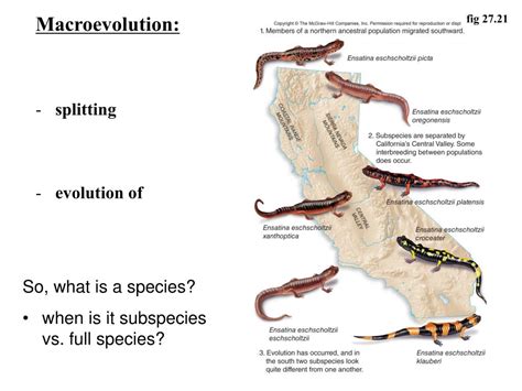 PPT - Macroevolution: speciation Tuesday 11/5/13 PowerPoint Presentation - ID:1641480