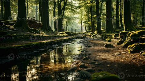 Calm Forest Stock Photos, Images and Backgrounds for Free Download