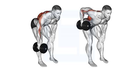 Dumbbell Single Arm Bent Over Row - Guide, Benefits, and Form