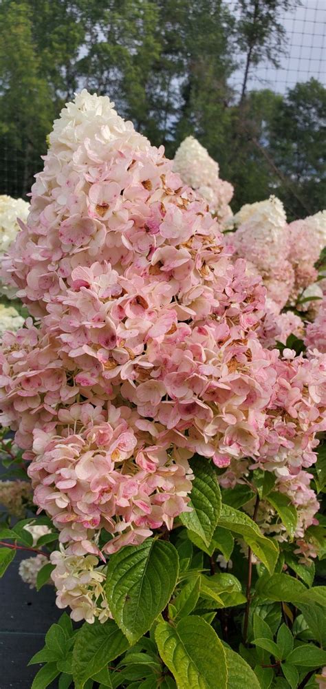 Hydrangea, Strawberry Sundae - Birchfield Nurseries