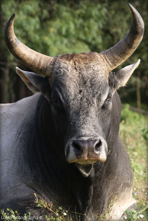 Taurus bulls do not tell lies. They need to work on this. For they can ...