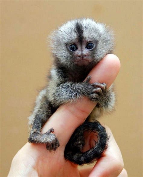 Finger Monkey | So Little, So Cute, Pygmy Marmoset! Also Known As ...