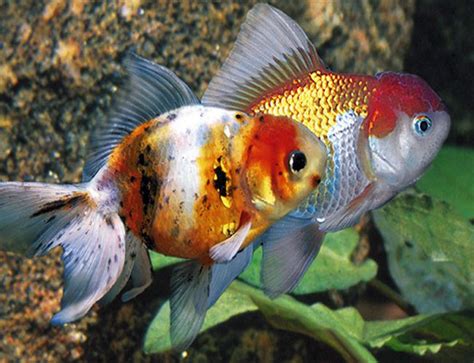 Oranda Goldfish Assorted Colors | Arizona Aquatic Gardens